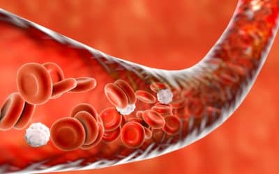 Circulation Support Essentials: Balancing Energy and Blood Flow Naturally