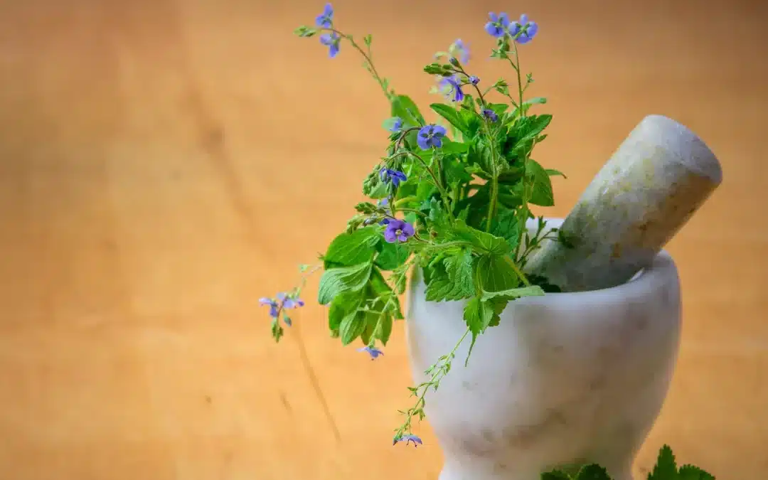 Natural Defense Support: Building Stronger Immunity with Herbal Remedies