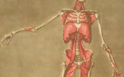 Herbal Support for Strong Bones and Active Living
